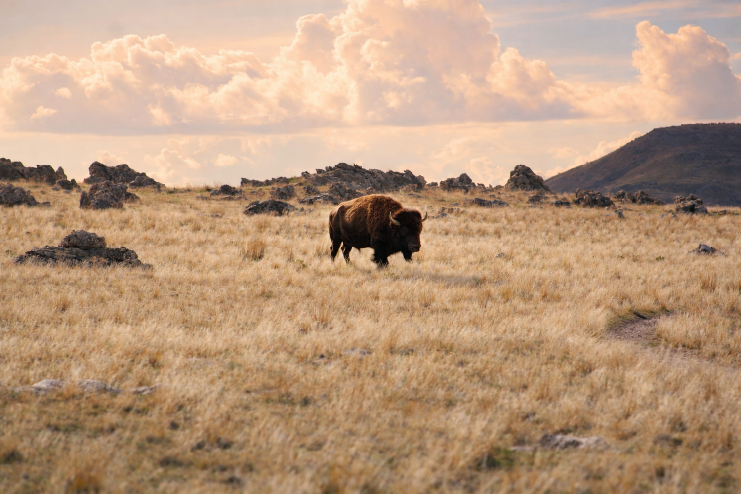 The American Bison Collection